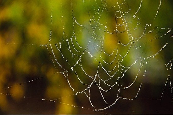 Макро фотографія павутини зроблена у погану погоду